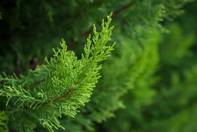 Benefits of Cypress Oil