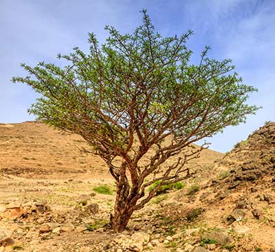 Benefits of Frankincense Oil